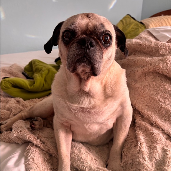 velvetpug